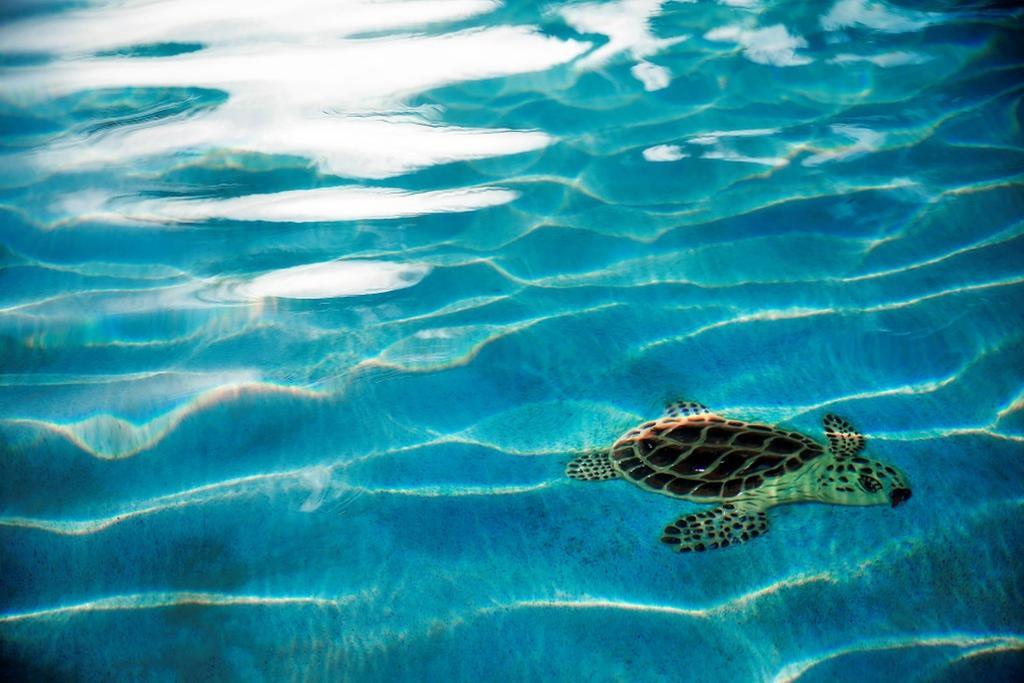 Warwick Paradise Island Bahamas (Adults Only) Nassau Dış mekan fotoğraf